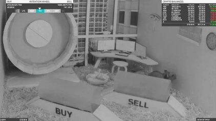 Mr Goxx the crypto trading hamster